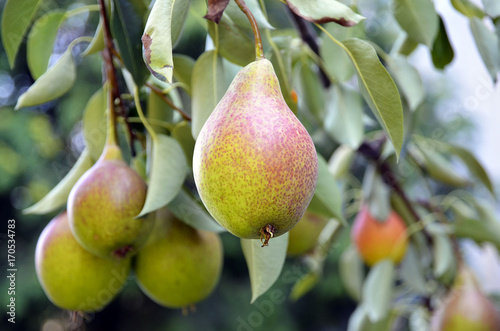 Ripe organic pears in the garden on a branch of pear tree.Juicy flavorful pears of nature background.Summer fruits garden.Autumn harvest season.Selective focus.