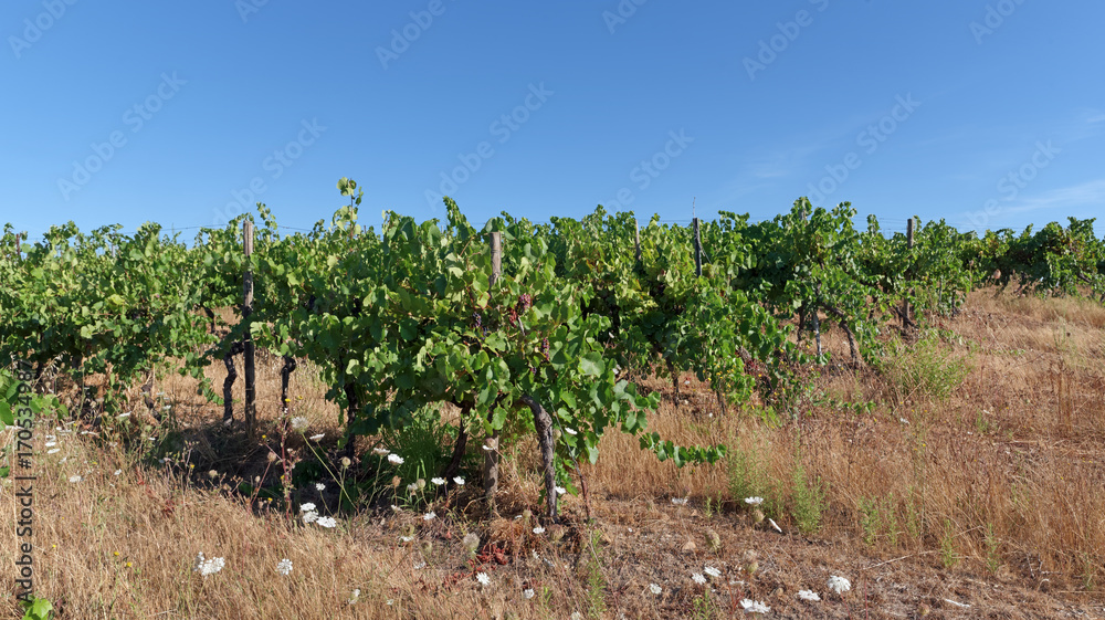 Pieds de vignes en Corse orientale