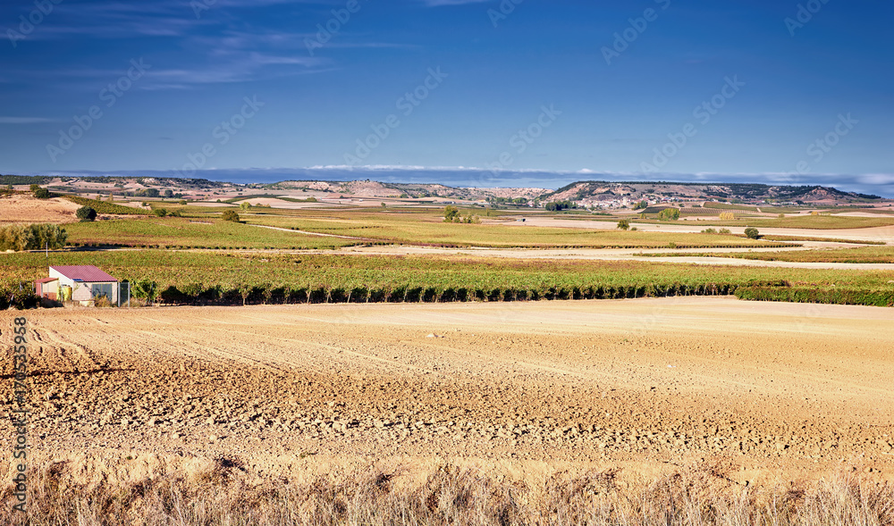 Long rows of young vineyards