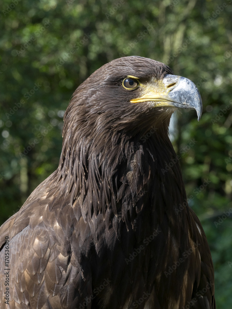 portrait of White-tailed Eagle, Haliaeetus albicilla
