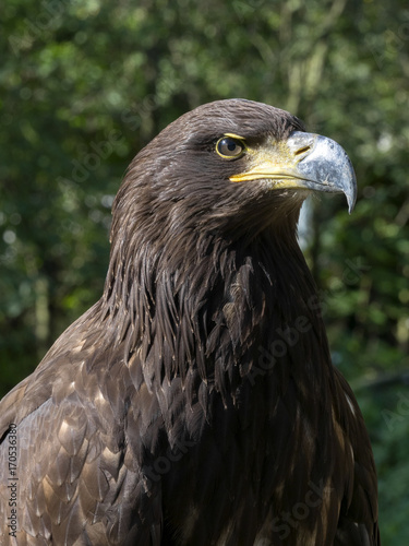 portrait of White-tailed Eagle, Haliaeetus albicilla