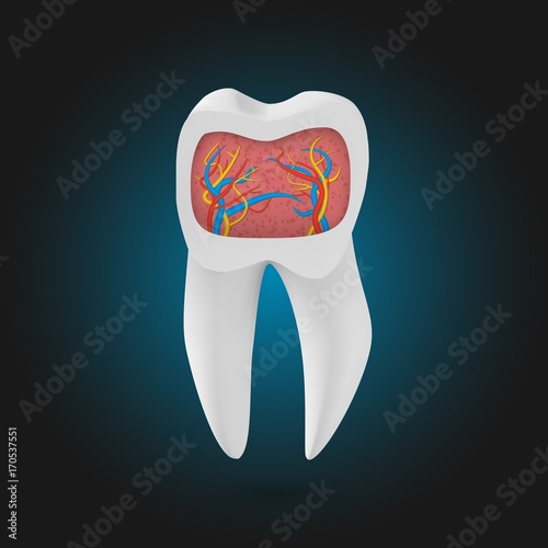 Illustration of Vector Realistic Tooth. 3D Teeth with Inner Part Template