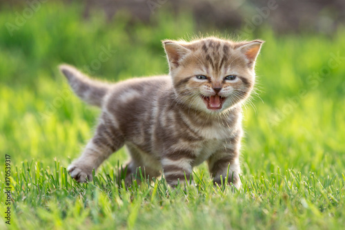 Young cute cat meowing outdoor