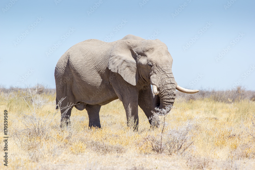 Wild elephant at Etosha National Park, Namibia, Africa Wild elephant at Etosha National Park, Namibia, Africa