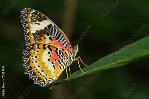 Image of a Plain Tiger Butterfly on green leaves. Insect Animal. (Danaus chrysippus chrysippus Linnaeus, 1758) © yod67
