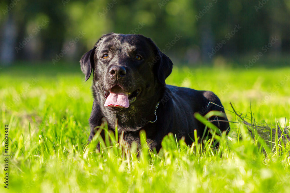 Young black labrador retriever sticking out tongue and looking forward on blurred green background Young black labrador retriever sticking out tongue and looking forward on blurred green background