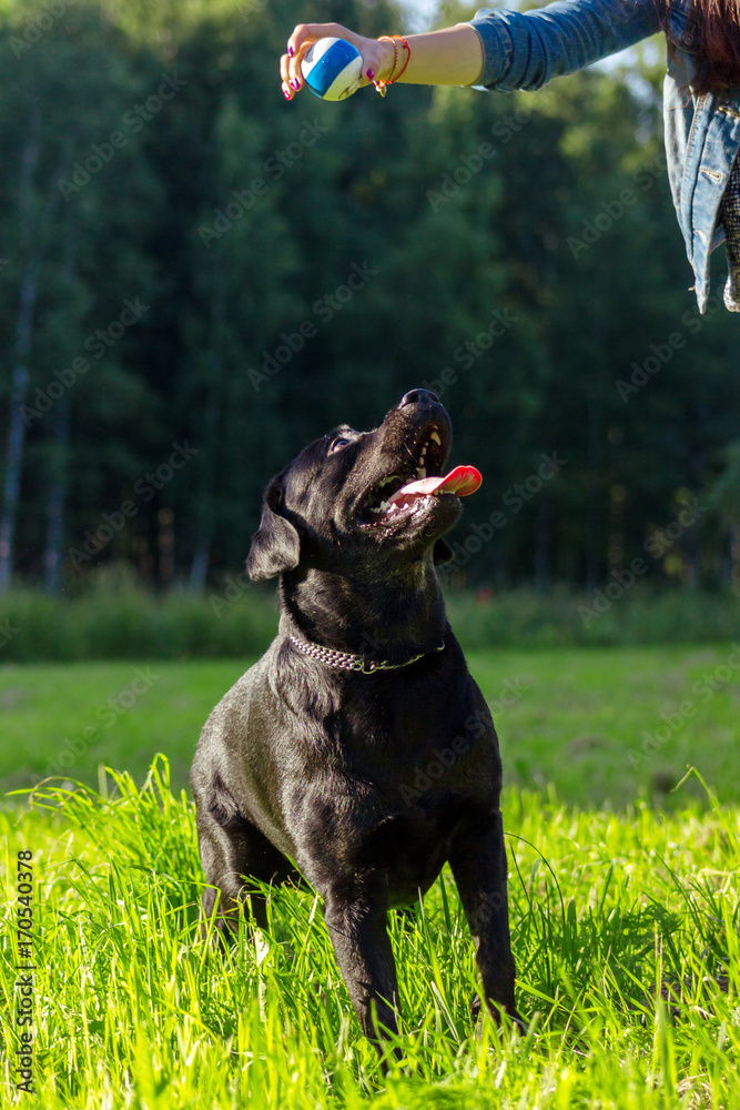 Black labrador retriever execute the command sit on blurred green background