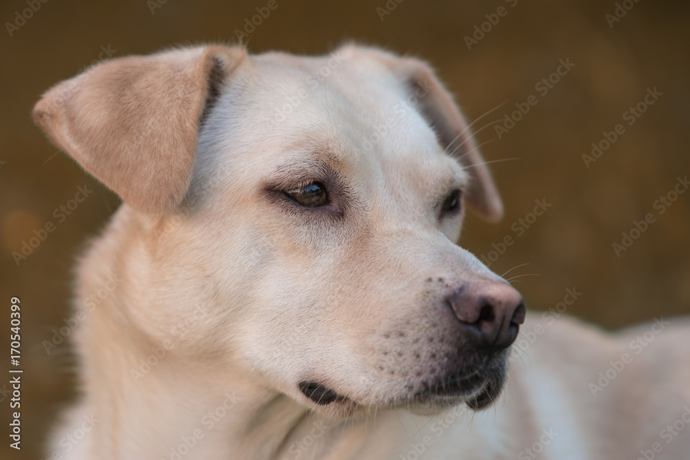Labrador Mischling Labrador Mischling