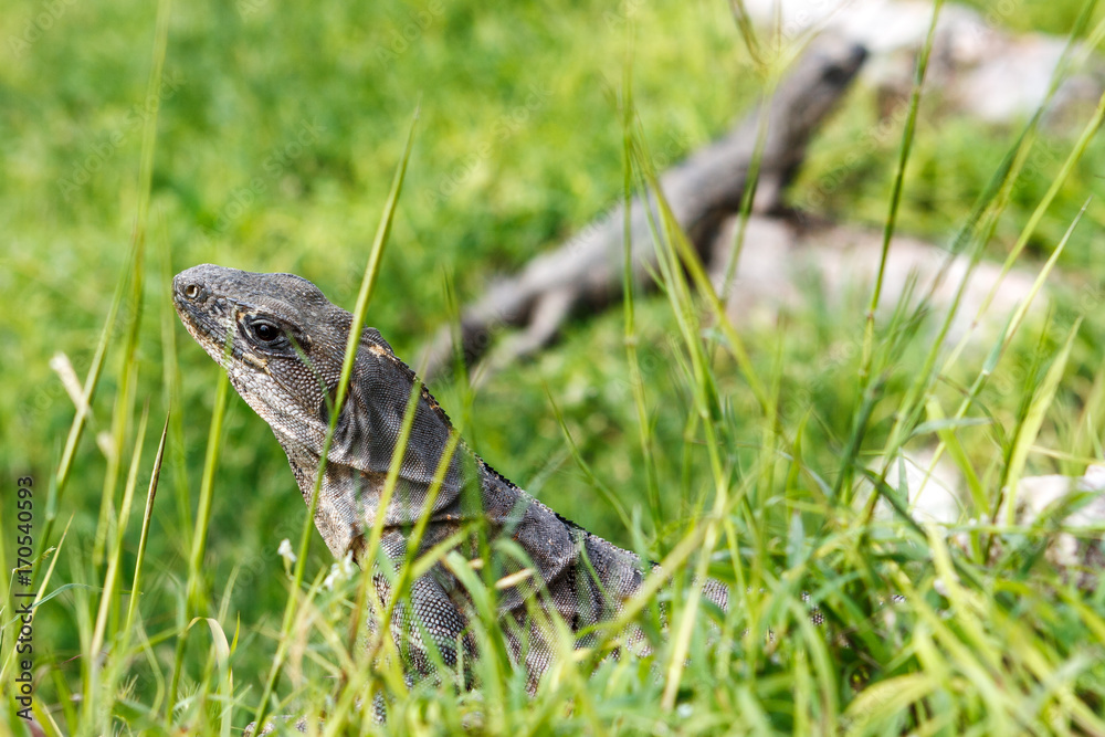 Two iguanas in the grass at the Uxmal archaeological site, Yucatan, Mexico. Two iguanas in the grass at the Uxmal archaeological site, Yucatan, Mexico.