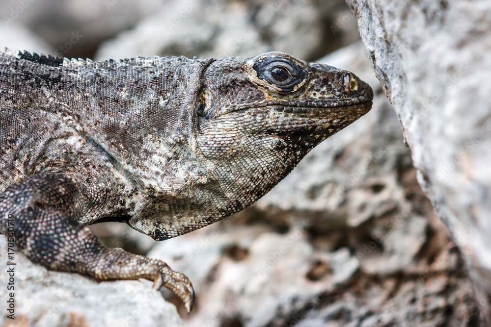 Iguana on a stone at the Uxmal archaeological site, Yucatan, Mexico. Iguana on a stone at the Uxmal archaeological site, Yucatan, Mexico.