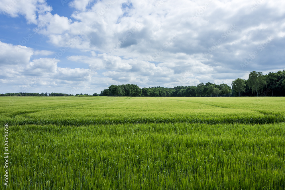 Green wheat field with blue sky and clouds at sunny day