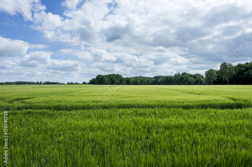 Green wheat field with blue sky and clouds at sunny day