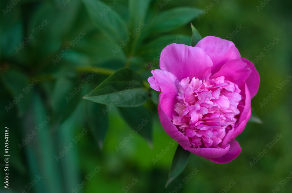 Pink peony in the garden on a green background. Beautiful pink flower in a summer garden.
