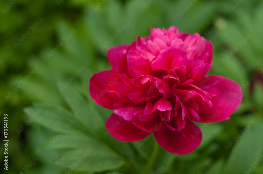 Pink peony in the garden on a green background. Beautiful pink flower in a summer garden.