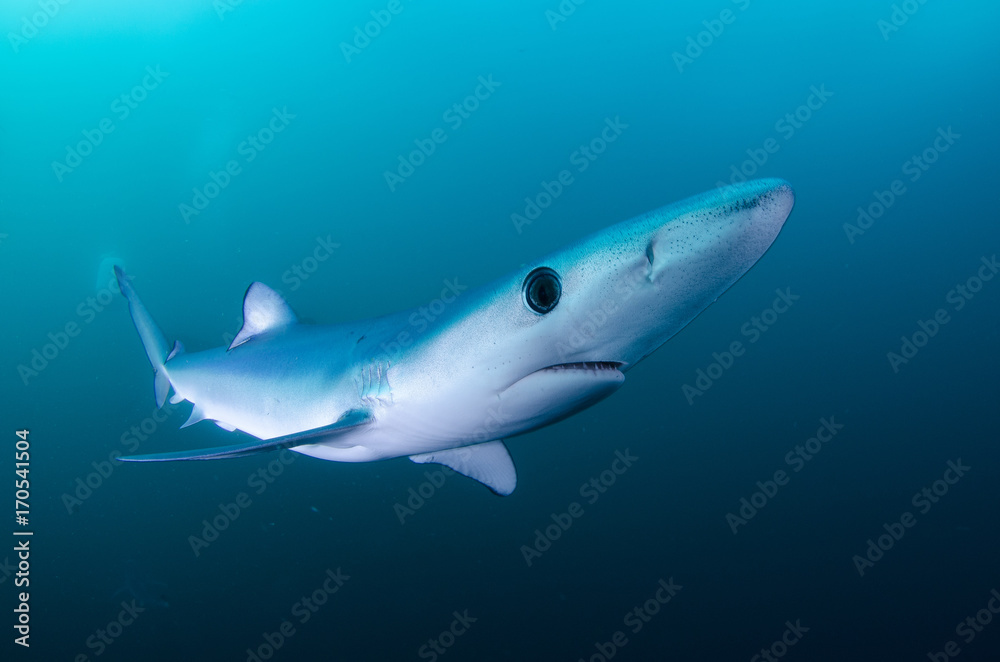 Fototapeta premium Shark's elegance