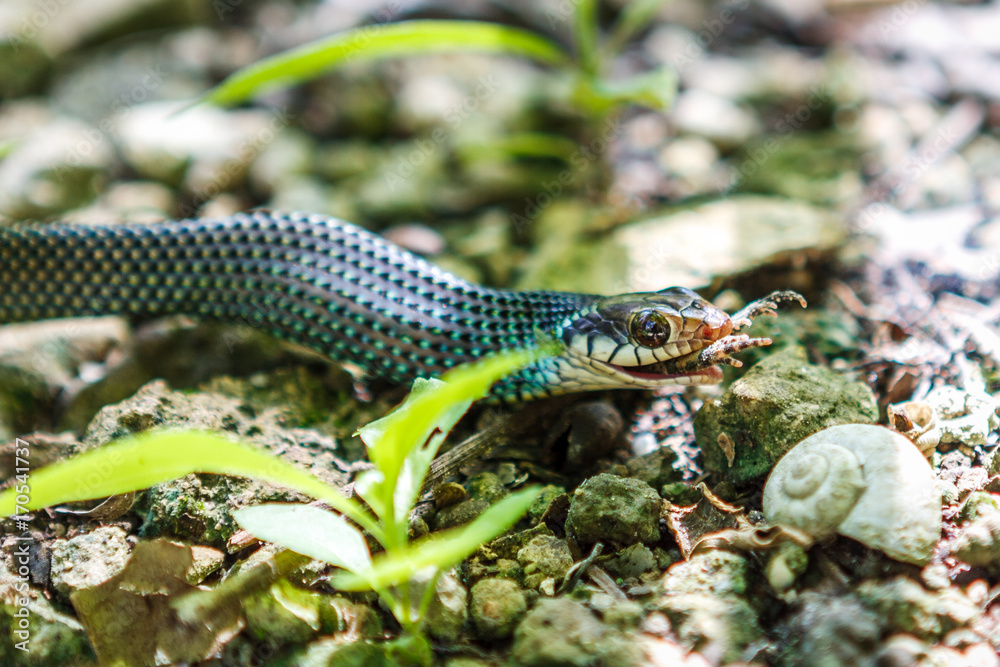 Obraz premium Snake eating a frog, Cobà, Quintana Roo, Mexico.