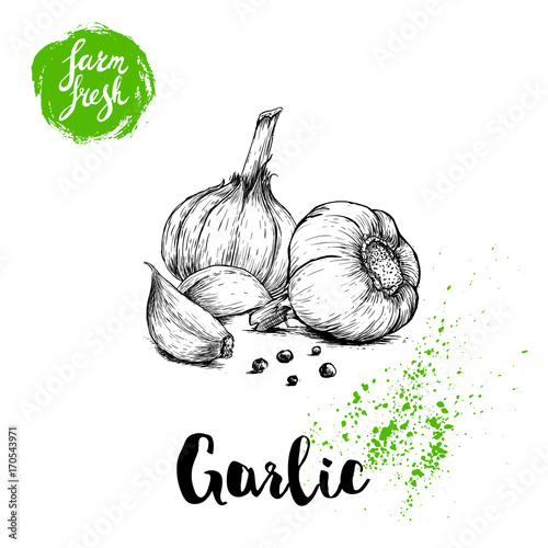 Hand drawn sketch garlic group with black pepper. Fresh farm food vector illustration. Farm vegetables poster.