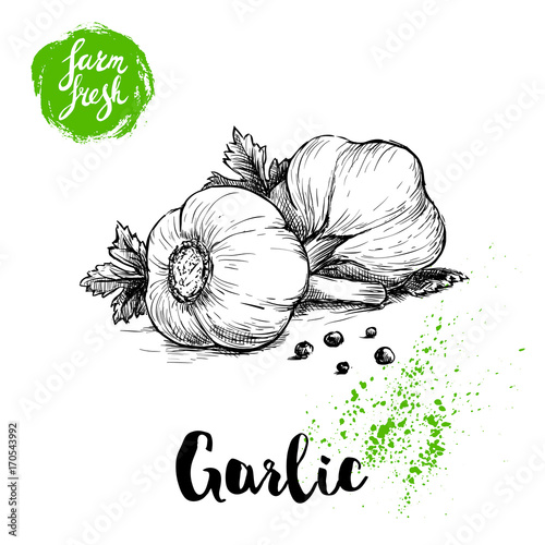 Hand drawn sketch garlic group with parsley leafs and black pepper. Fresh farm food vector illustration. Farm vegetables poster.