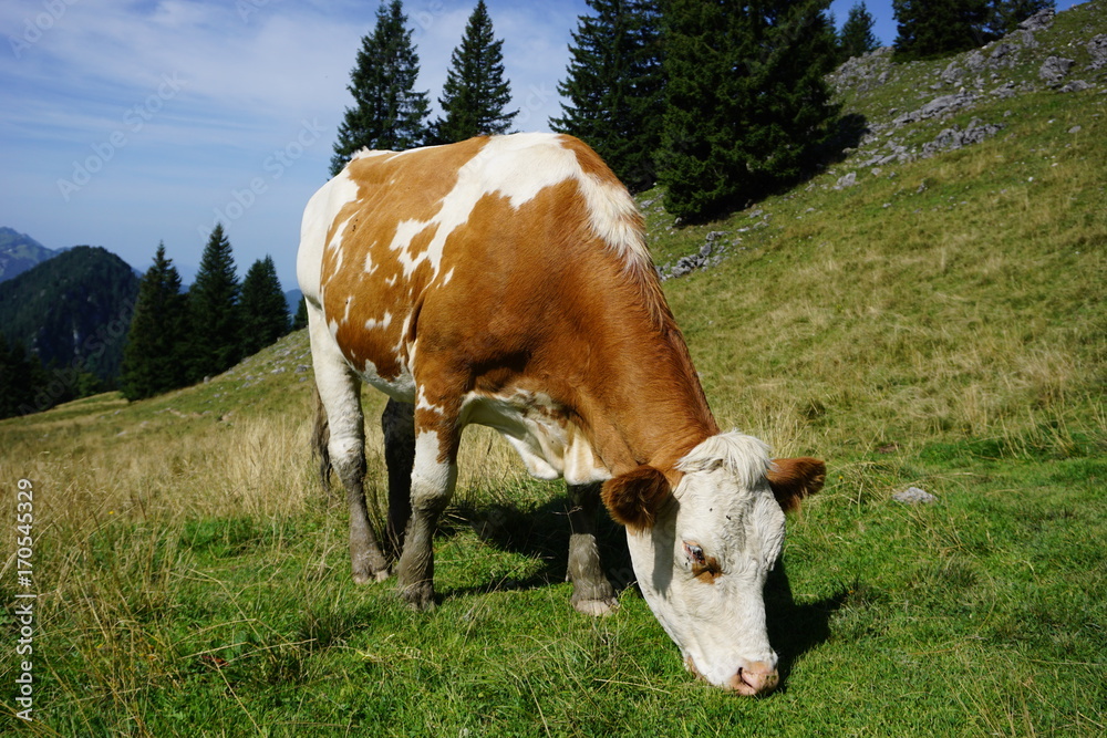 mächtige Kuh auf Alm, Tegernsee, Bayern mächtige Kuh auf Alm, Tegernsee, Bayern