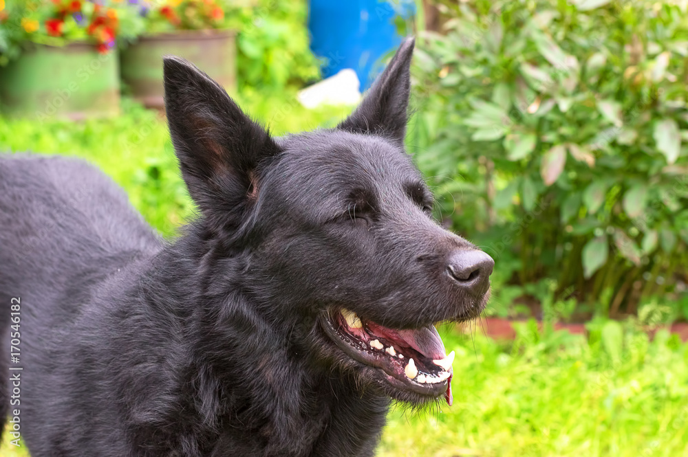 Big dog close-up