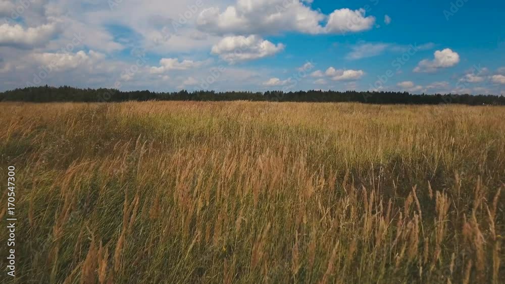 Aerial:green field in countryside on a background of clouds and blue sky.Flying over the meadow on a summer day.Field of grass and perfect sky.Field on a background of the blue sky.Aerial video.Green