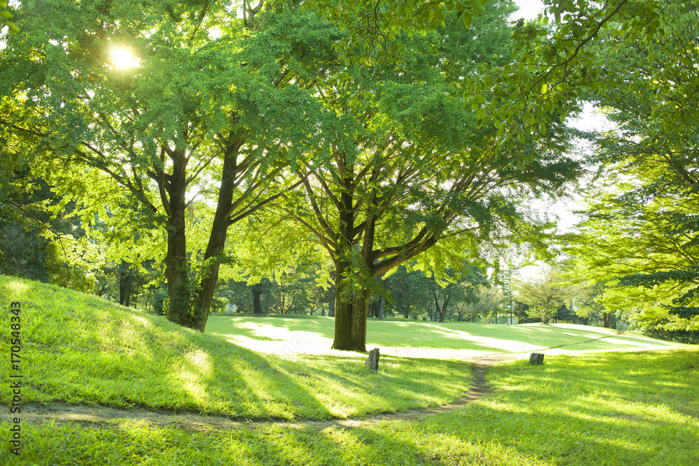 公園　木漏れ日