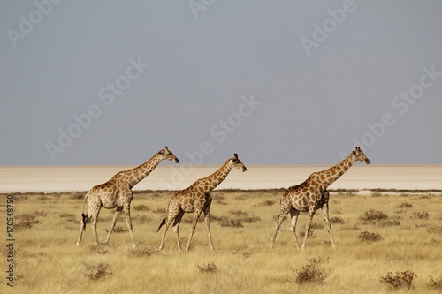 Giraffes in Etosha Park, Namibia