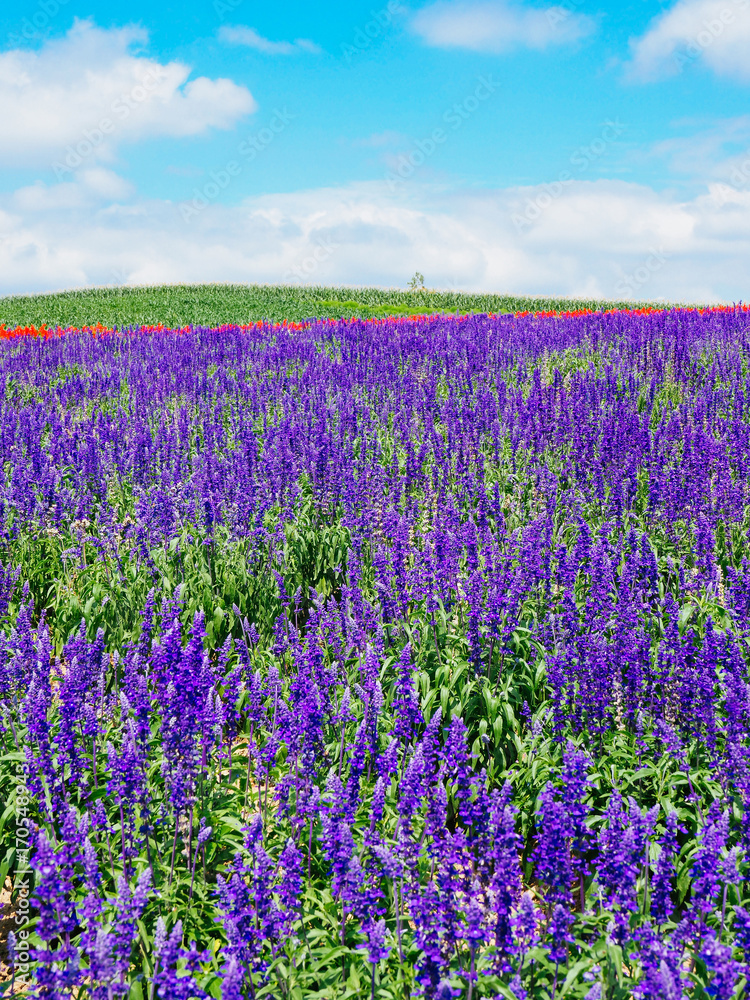 Fototapeta premium 北海道の花畑