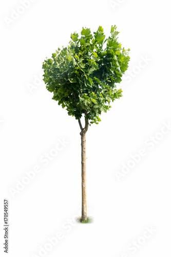 platanus tree isolated © chungking