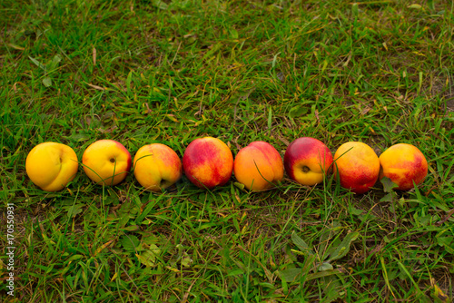 Bright nectarines on a background of green grass.