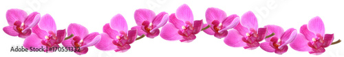 Lilac orchid in a row, isolated