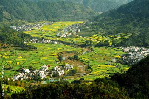 Landscape of Wuyuan County with Yellow oilseed rape field and Blooming canola flowers in spring.