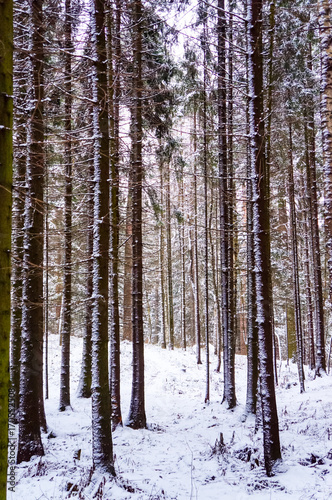 Winter landscape. The pine forest covered with snow.
