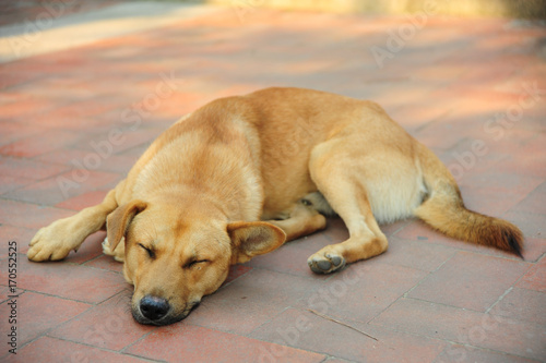 Dog sleeping on the floor.