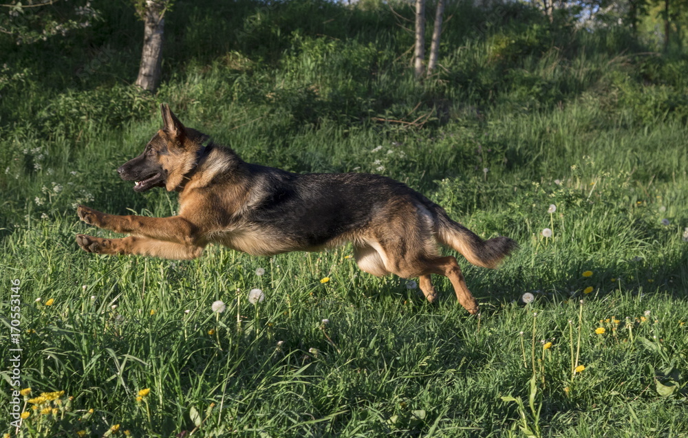 German shepherd runs in the summer park German shepherd runs in the summer park