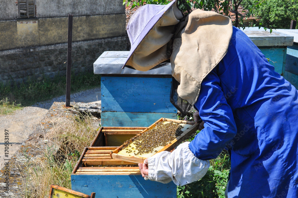 Beekeeper is working with bees and beehives on the apiary. Honeycomb with bees in hands of beekeeper Beekeeper is working with bees and beehives on the apiary. Honeycomb with bees in hands of beekeeper