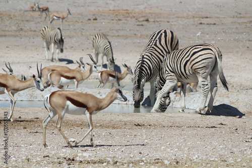 Etosha National Park, Namibia - Wildlife © marialauradr