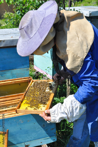 Beekeeper is working with bees and beehives on the apiary. Honeycomb with bees in hands of beekeeper