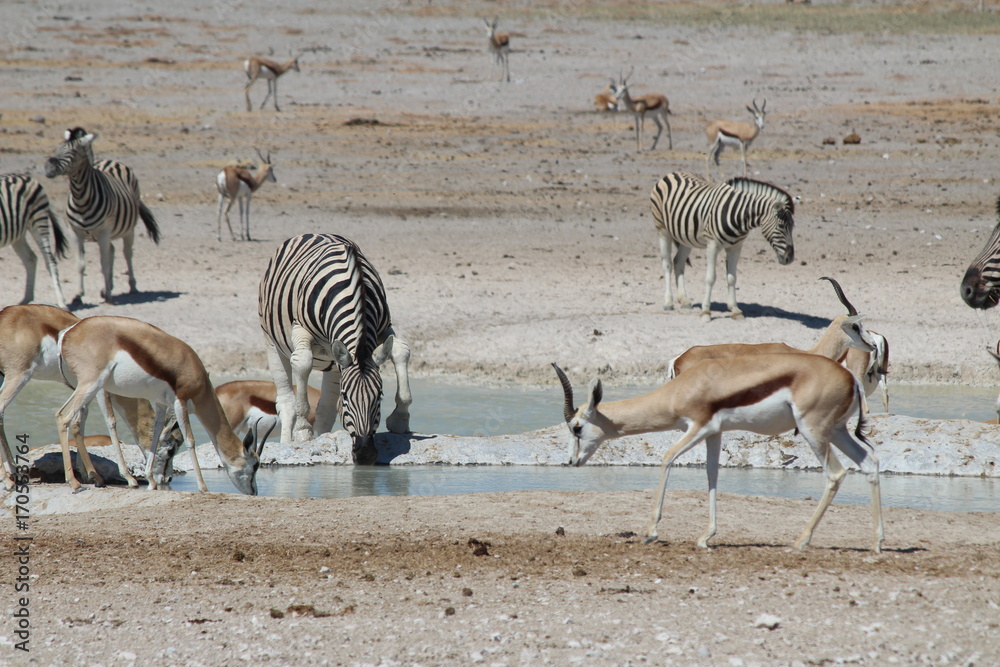 Etosha National Park, Namibia - Wildlife Etosha National Park, Namibia - Wildlife