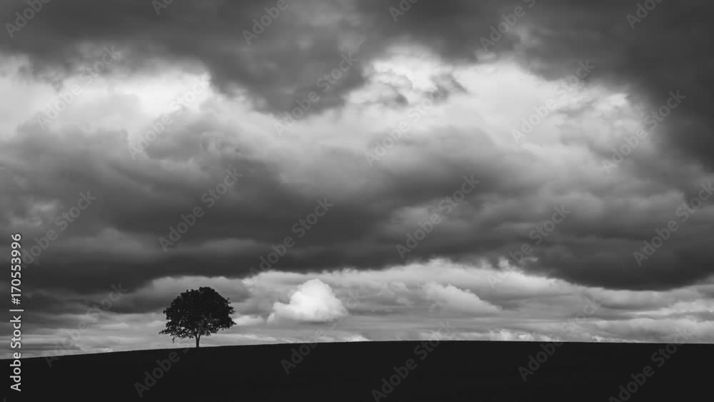 Timelapse d'un arbre solitaire et un ciel très nuageux, en noir et blanc.