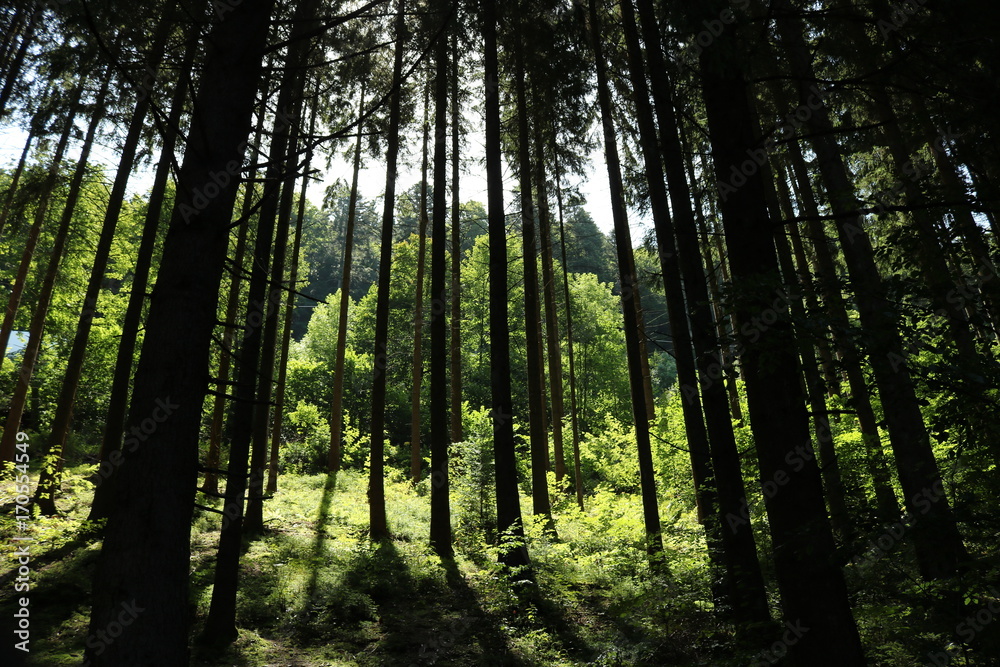 Obraz premium Foresta Nera