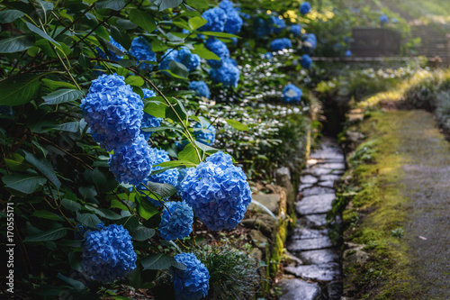 参道に咲く紫陽花 photo