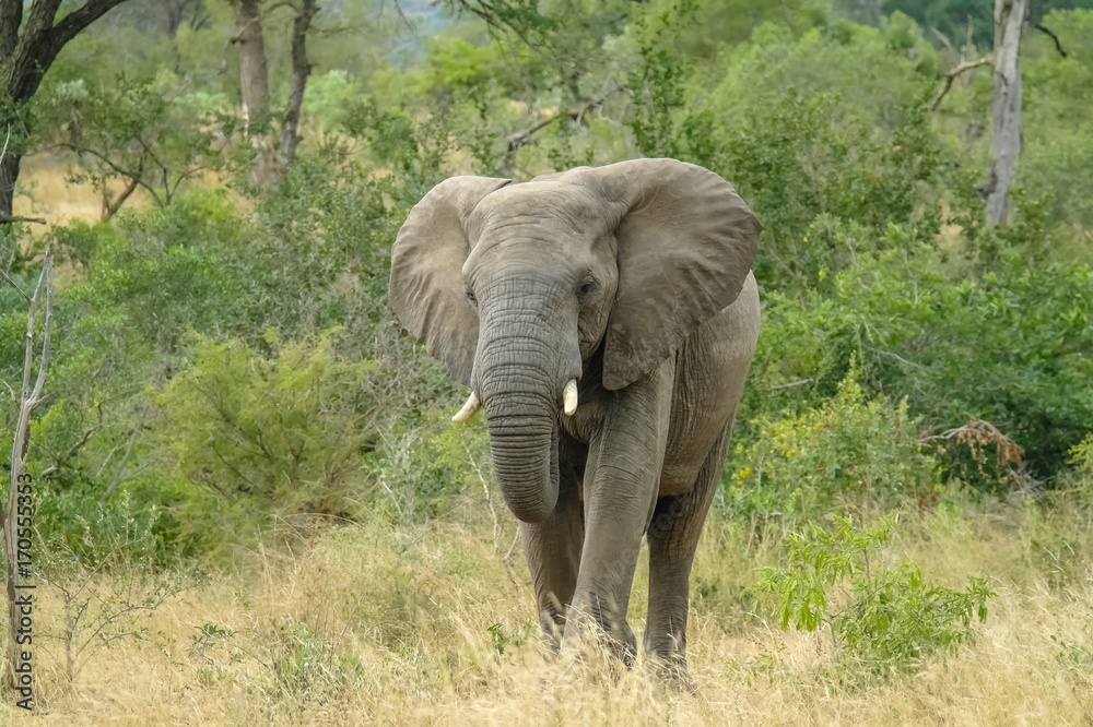 African Elephant - Front view