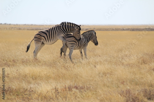 Etosha National Park  Namibia - Wildlife