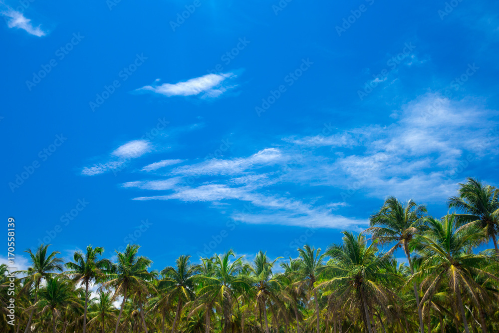 Palm trees against blue sky