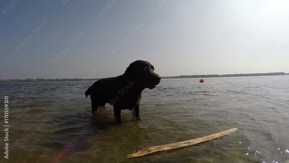 cheerful brown labrador play in water