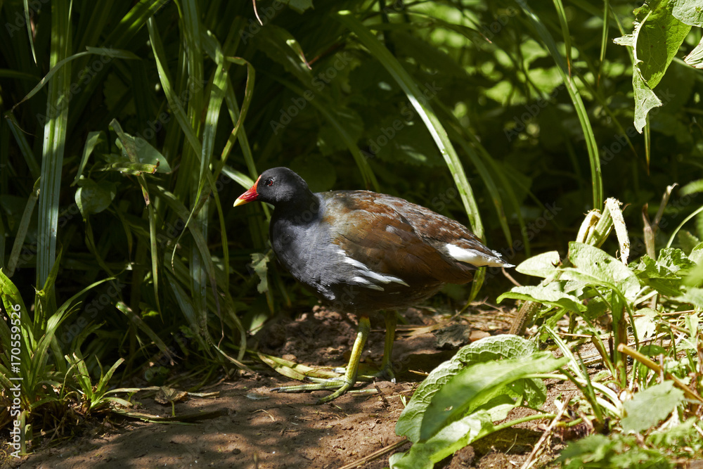 Obraz premium Moorhen