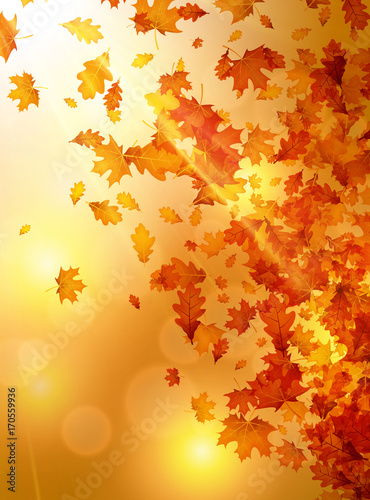 Autumn background with orange leaves.