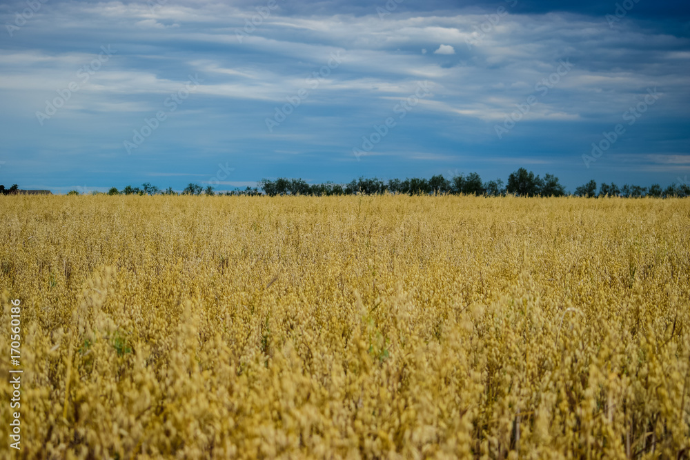 oat crop on an agricultural field