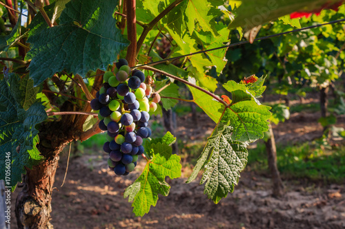 Closeup of grapes in a sunny vineyard in Rheinhessen